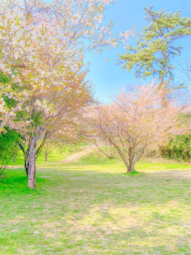 벚꽃 최애 스팟, 사천 선진리성🌸