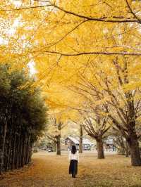 Showa Memorial Park, beautiful autumn leaves