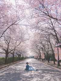 대구의 벚꽃 명소! 이월드🌸