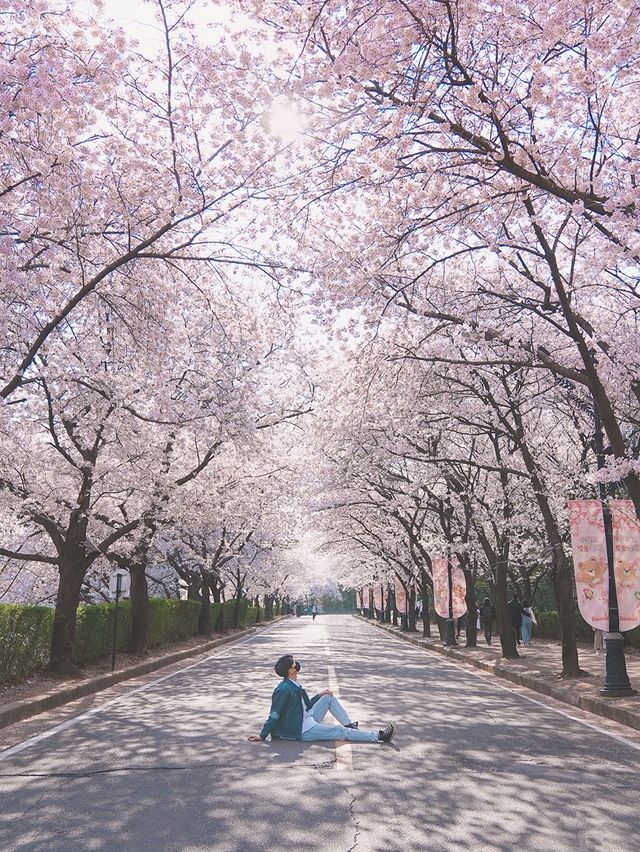 대구의 벚꽃 명소! 이월드🌸
