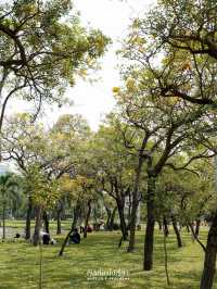 ปิคนิครับลมที่สวนจตุจักร