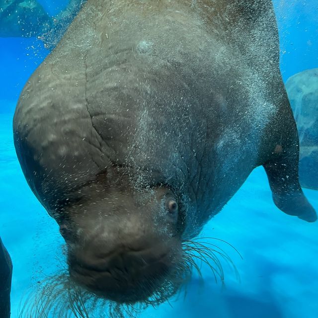 海洋公園：北極之旅