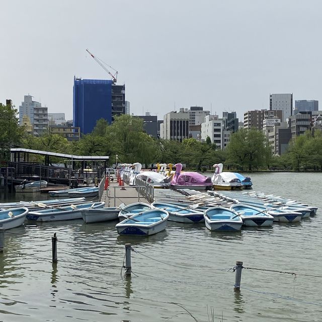 東京賞櫻熱點 - 上野公園