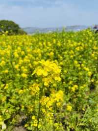 【ひたち海浜公園/ネモフィラ,菜の花,チューリップ】