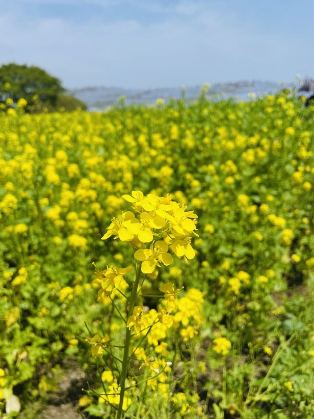 【ひたち海浜公園/ネモフィラ,菜の花,チューリップ】
