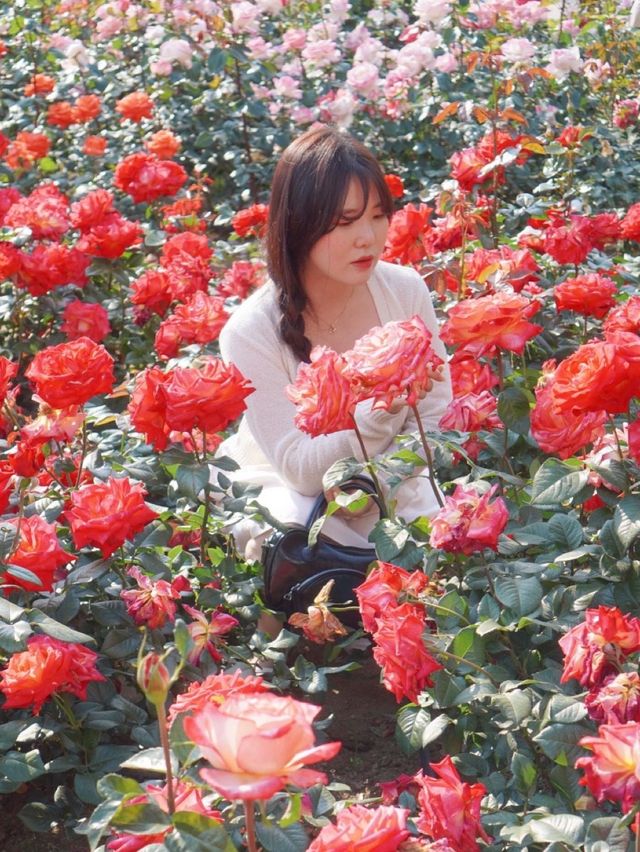 대구에서 가장 핫한 유명장미명소 🌹💗