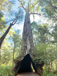 Valley of the Giants 🇦🇺🌏 TingleTrees400yrs