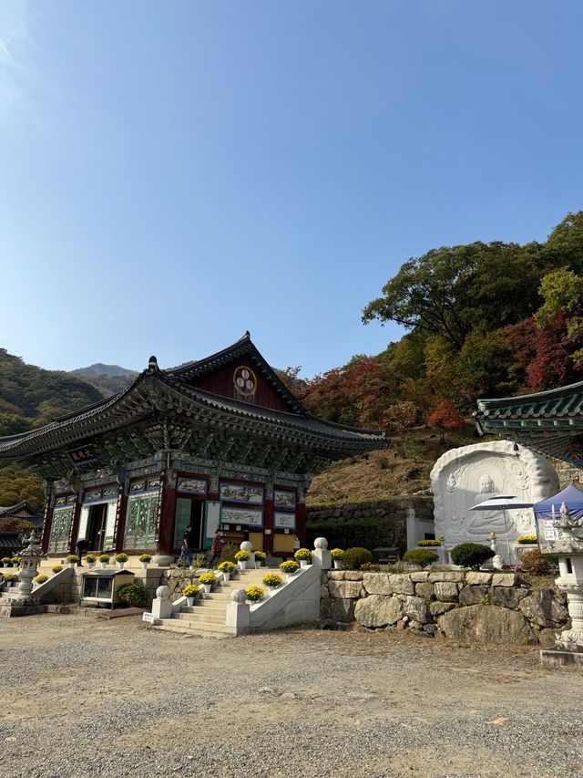 양평 가볼만한곳 용문사 천년 은행나무