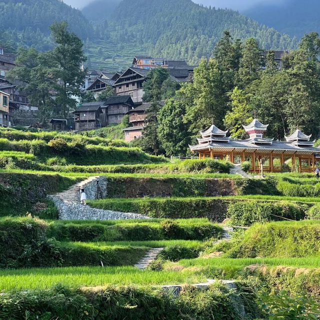 🌾🌄 洋嶺梯田～稻穗風光🏔️🌾🥾