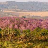 ภูลมโล สพรั่งเดือนกุมภาพันธ์