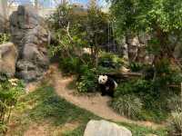 Amazing Animals at Ocean Park Hong Kong! 