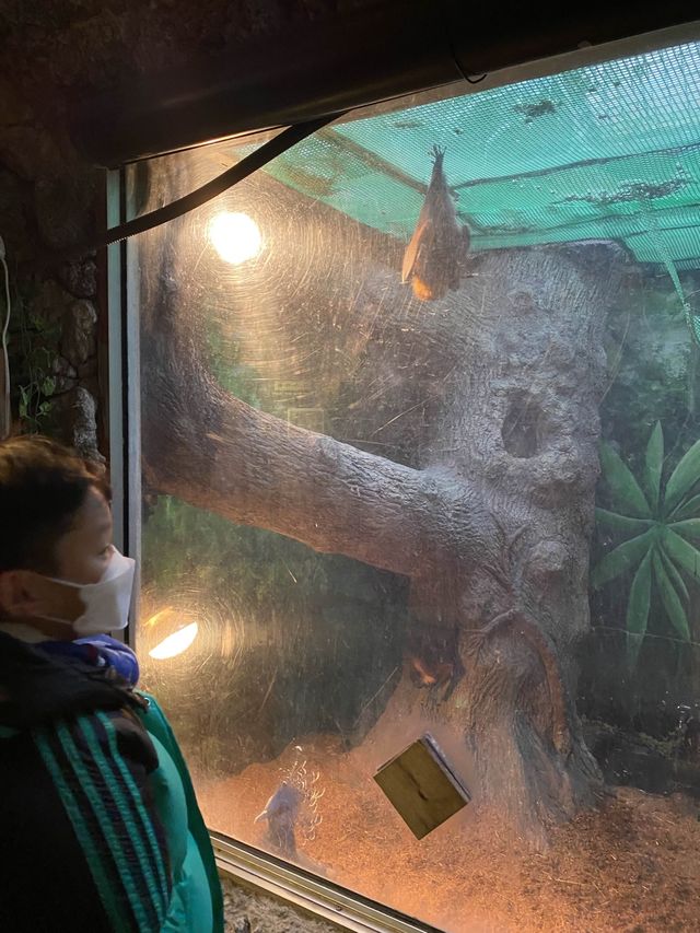 親子遊必去！ #伊豆仙人掌動物園