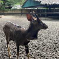 มาเป็นวัยรุ่นฟันน้ำนม ที่ “SAFARI WORLD” 🦓🦒🦌