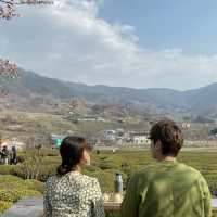 푸릇푸릇한 녹차밭 뷰를 볼 수 있는  하동매암제다원🍃🍵 
