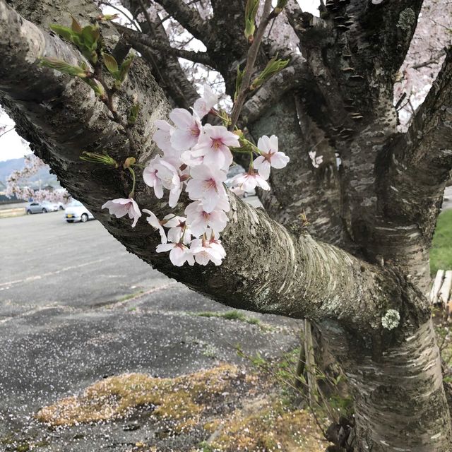 【小丸山城趾公園】