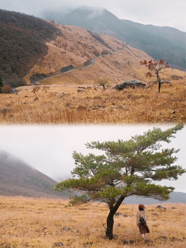 日本九州 | 爬山一座金色的火山🌋