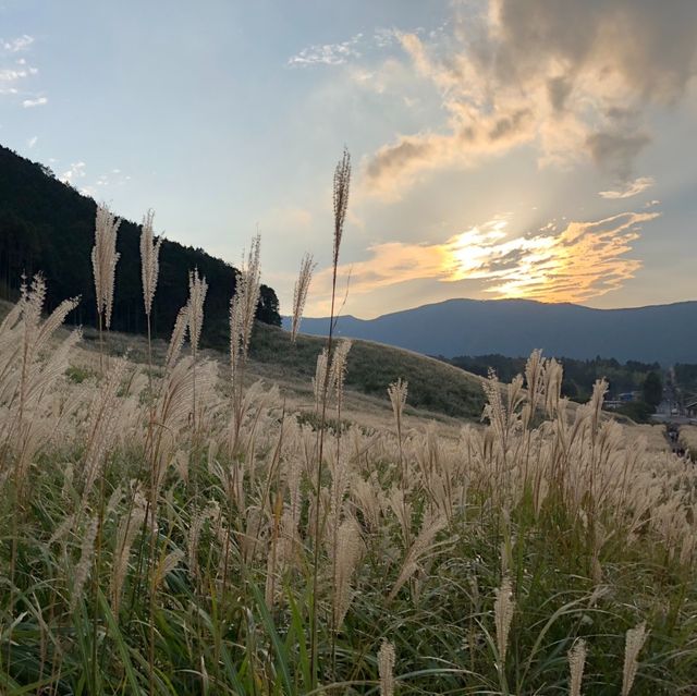 金色的芒草風景