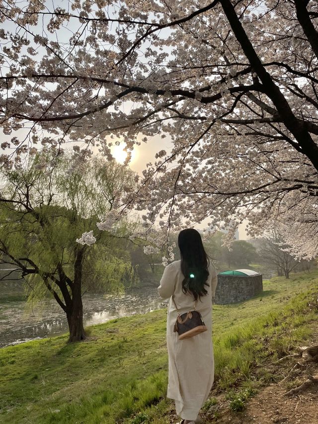 벚꽃 맛집 올림픽공원🌸