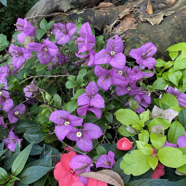 蓮花山公園賞花🌺🪷🌷💐