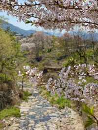 김해 벚꽃 명소, SNS 핫플 가야랜드🎡