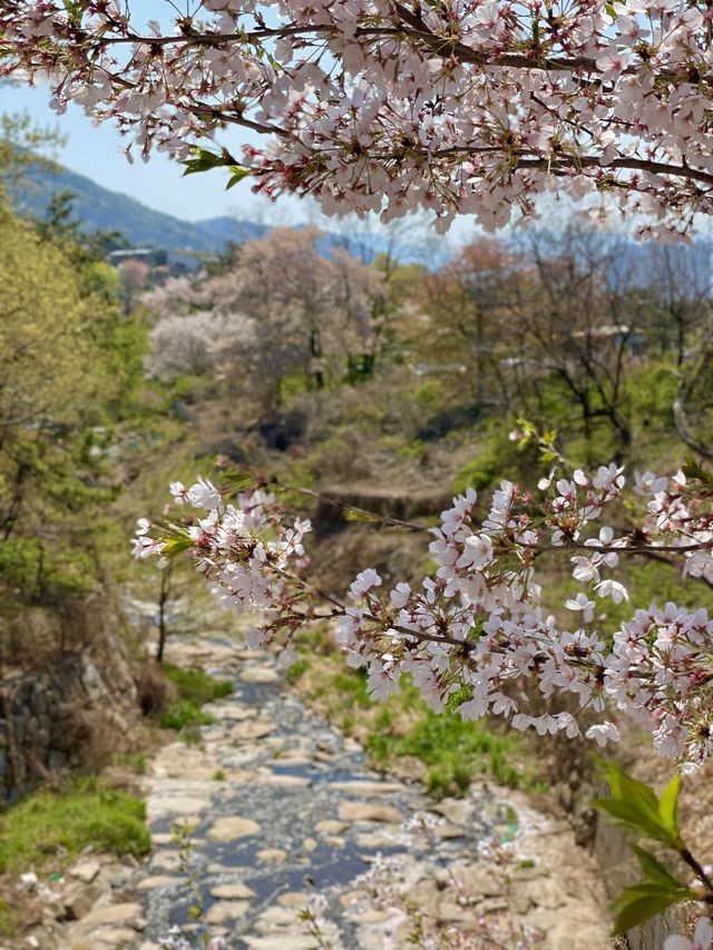 김해 벚꽃 명소, SNS 핫플 가야랜드🎡