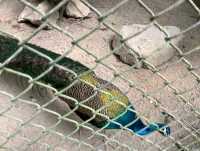 สวนนกภูเก็ต "Phuket Bird Park"