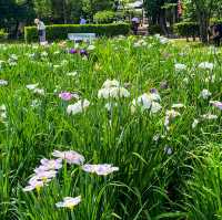 เทศกาลดอกไอริส 花じょうぶ祭