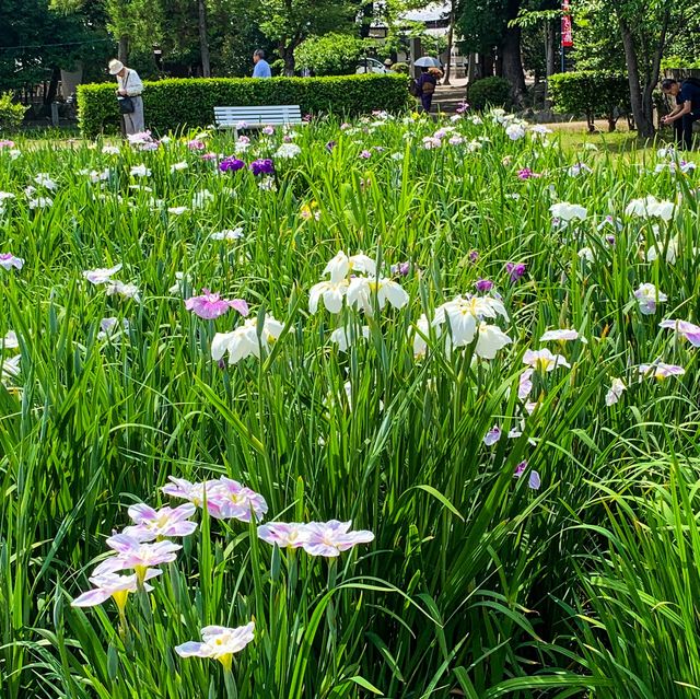 เทศกาลดอกไอริส 花じょうぶ祭