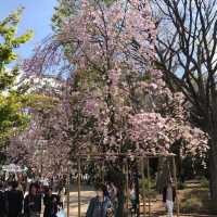 櫻花🌸盛放之時👍🏻必去上野恩賜公園👌🏻家庭一日遊😆日本🗾人最愛之地