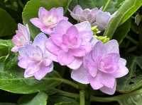 香港賞花｜九龍公園｜今年最後一輯繡球花照片
