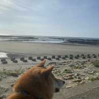 ✨許厝港濕地✨