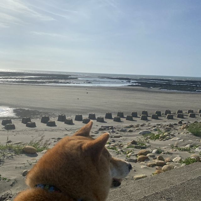 ✨許厝港濕地✨