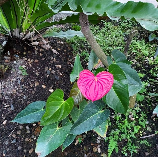 礁溪金車蘭花公園｜與動植物近距離親近🧡慵懶水豚君、愛抓癢大嘴鳥