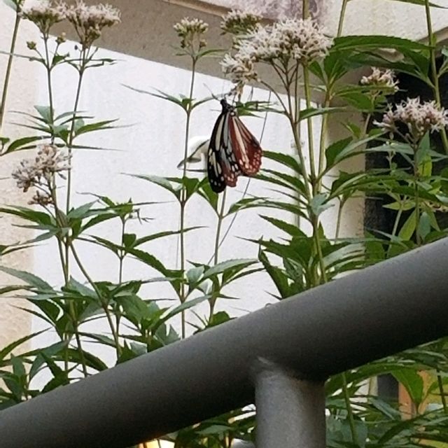 昆虫好きにオススメ🦋コスパよし【箕面昆虫館】
