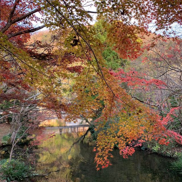 由布院金鱗湖🍁🍂紅葉季美得醉人
