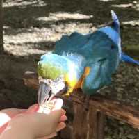 狂野探險！揭秘洛卡宜野生動物園的動物奇遇🦁🌿🐒