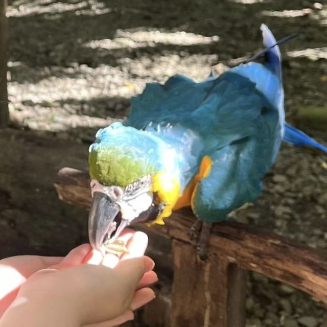 狂野探險！揭秘洛卡宜野生動物園的動物奇遇🦁🌿🐒