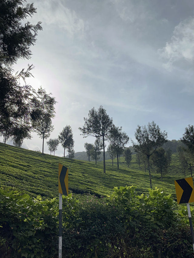 6 Stunning Places in Munnar, Kerala India