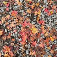 Autumn Foliage at Naejangsan National Park