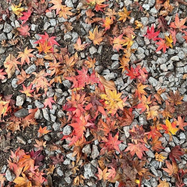 Autumn Foliage at Naejangsan National Park