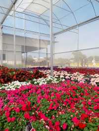 AGA Happy farm สวนดอกไม้แม่แตง เชียงใหม่