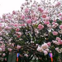 賞櫻名所 飛鳥山公園🌸