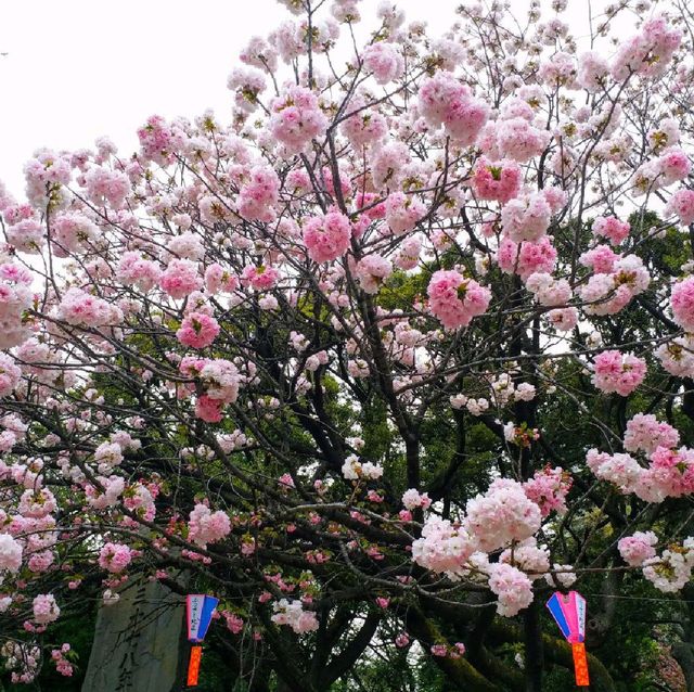 賞櫻名所 飛鳥山公園🌸
