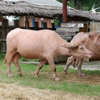 หมู่บ้านอนุรักษ์ควายไทย  🐃