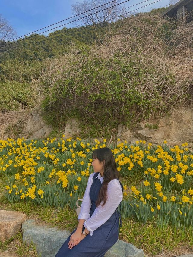 [거제] 구조라해수욕장 수선화 구경하러 고고
