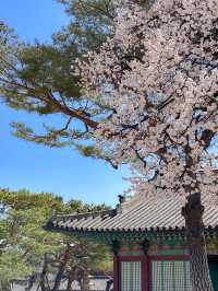봄꽃구경은 역시 고궁투어💐
