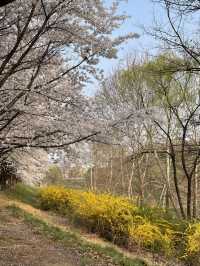 벚꽃 맛집 올림픽공원🌸