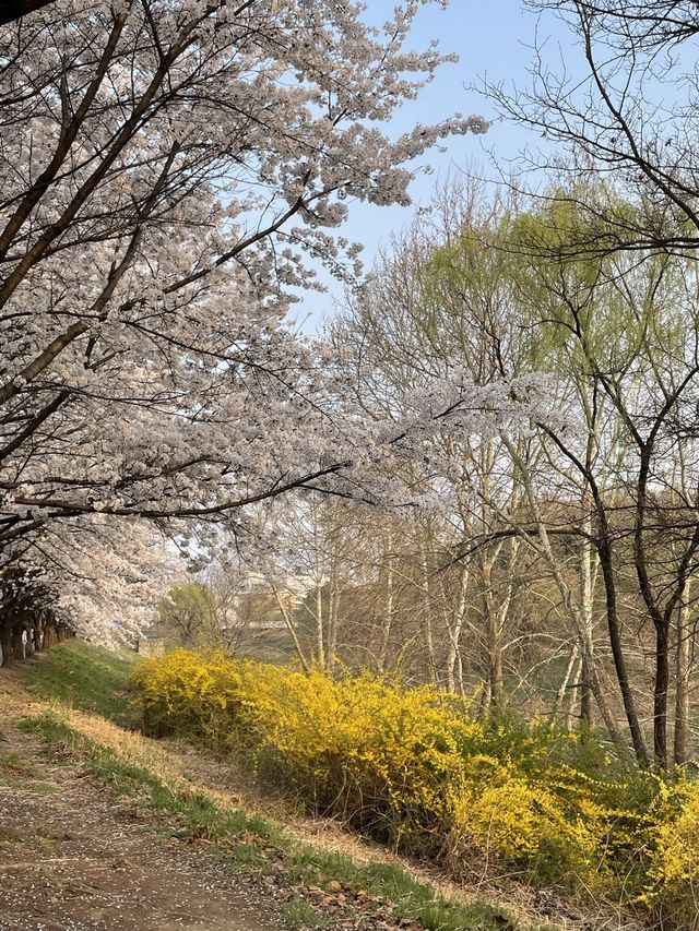 벚꽃 맛집 올림픽공원🌸