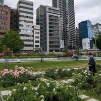 中之島バラ園、散り始めた薔薇も有り、それはそれで風情が有って良い。