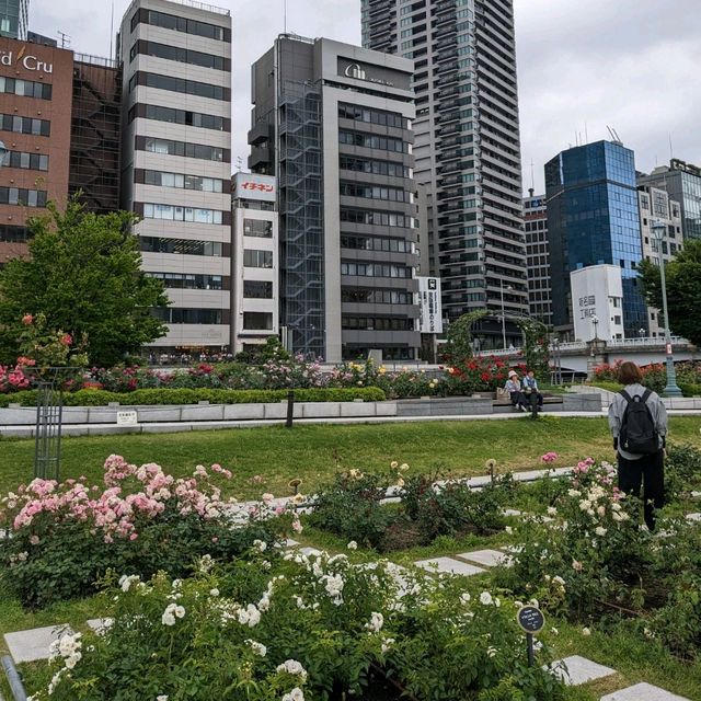 中之島バラ園、散り始めた薔薇も有り、それはそれで風情が有って良い。